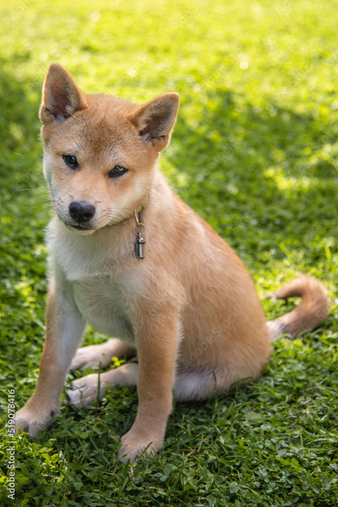 Shiba inu puppy is sitting on the grass on sunny summer day