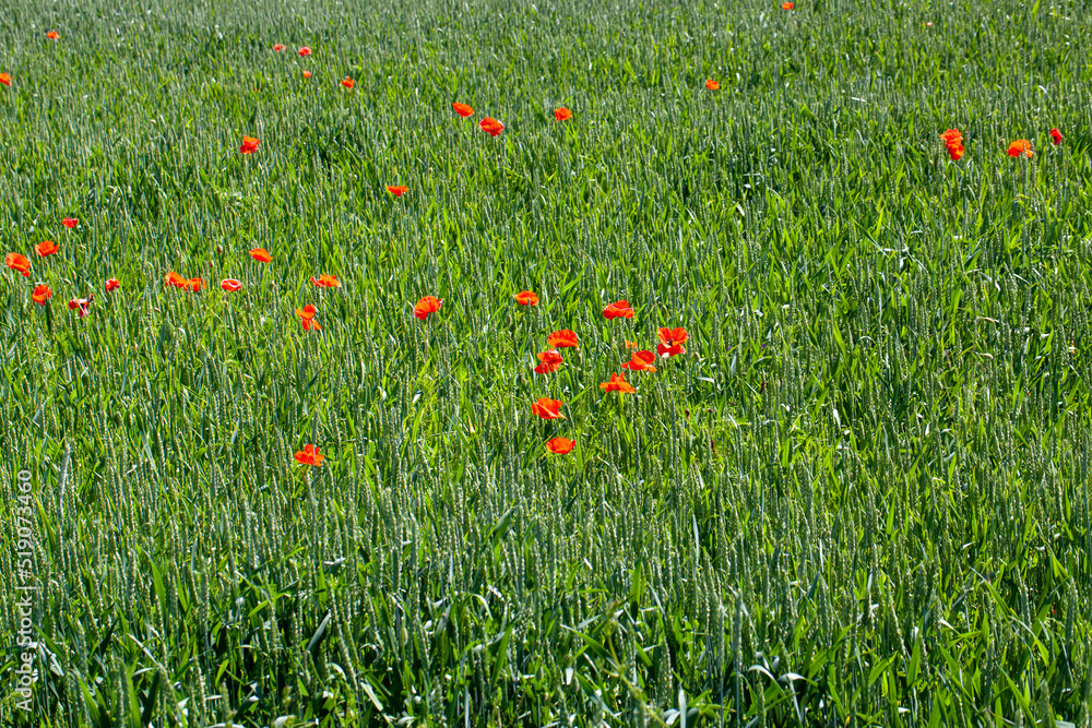 Fototapeta premium red poppies growing in an agricultural field with cereals