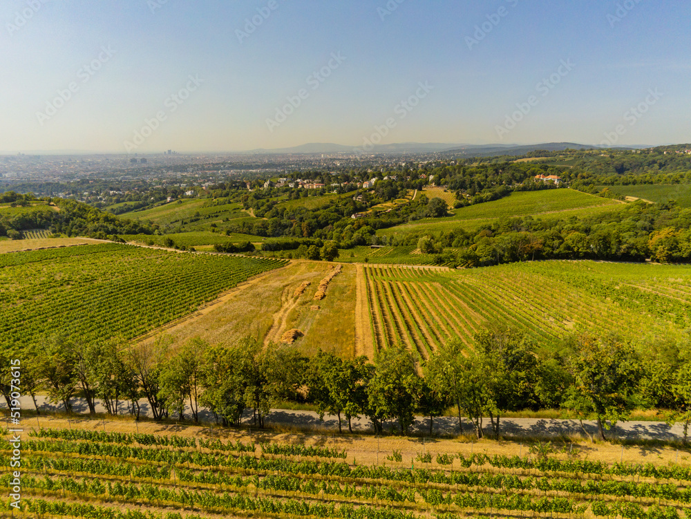 Wein am Kahlenberg in Wien von oben