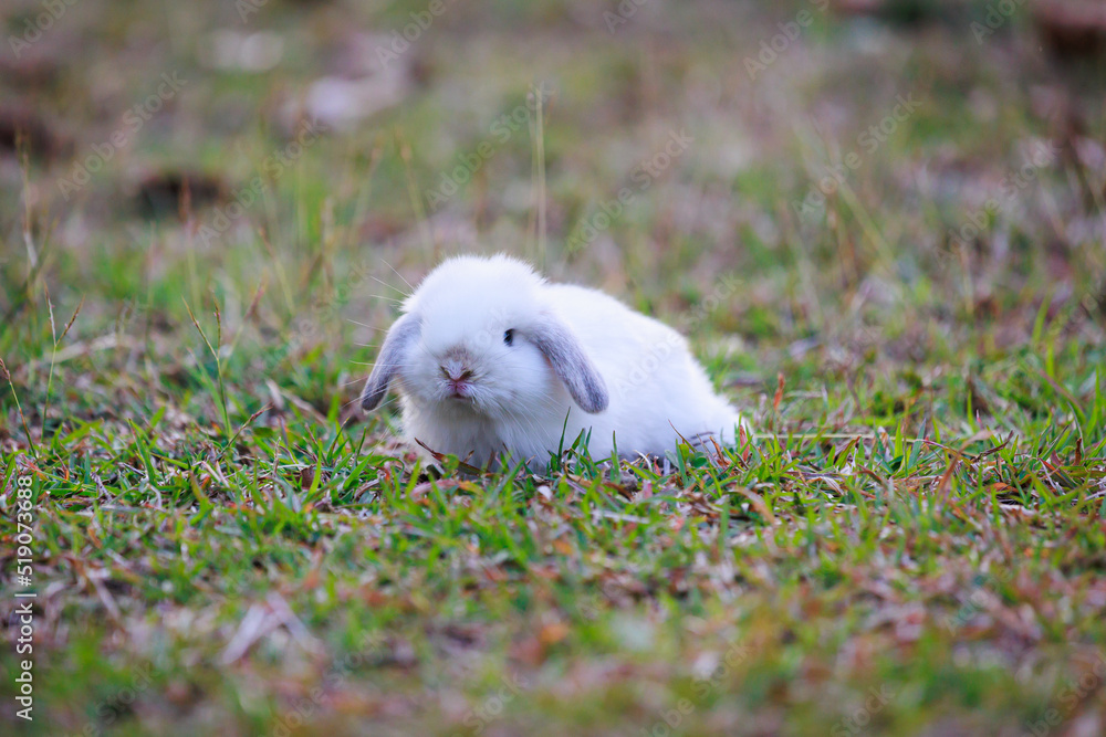 Cute little bunny holland lop sitting and playing on the meadow in the garden. Symbol of Easter holiday. Cute little bunny holland lop sitting and playing on the meadow in the garden. Symbol of Easter holiday.