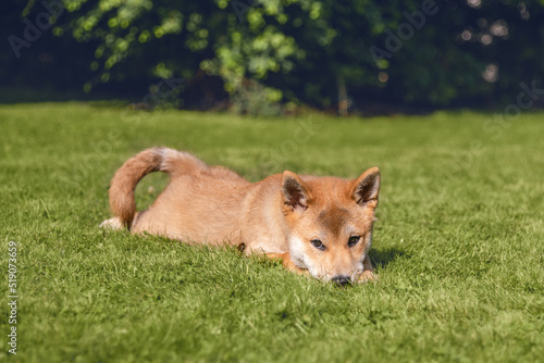 Shiba inu puppy is lying on the grass on sunny summer day