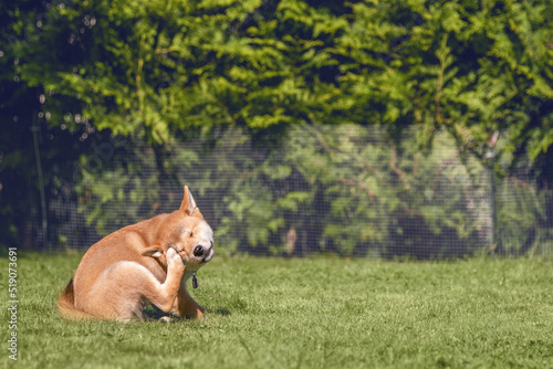 Φωτογραφία Shiba inu puppy is sitting on the grass on sunny summer day and scratching his f