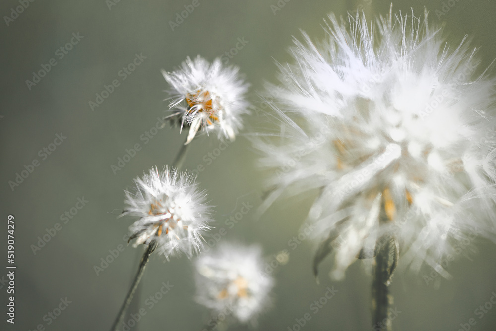 Fototapeta premium dandelion seed head