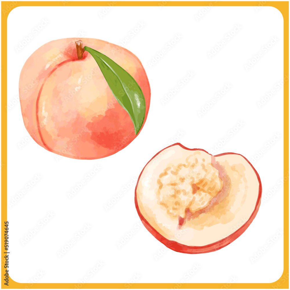 手描き水彩の桃イラスト Stock Vector Adobe Stock 手描き水彩の桃イラスト Stock Vector Adobe Stock