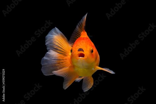 Obraz na plátně goldfish isolated on black background.