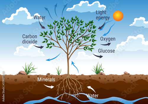 Photosynthesis process. Tree produce oxygen using rain and sun. Diagram showing process of photosynthesis in plant. Colorful biology scheme for education in flat style