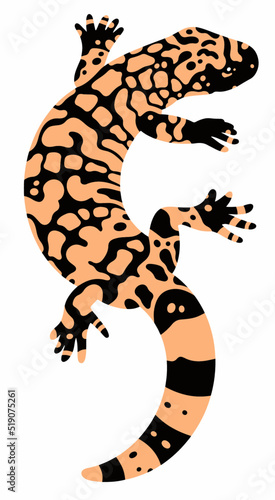 vector gila monster on a white background	 photo