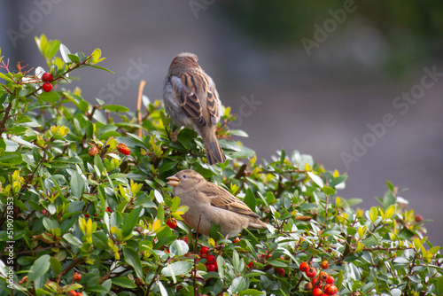 Two sparrows (passerida) sitting on a bush of firethorn (pyracantha) with red berries photo