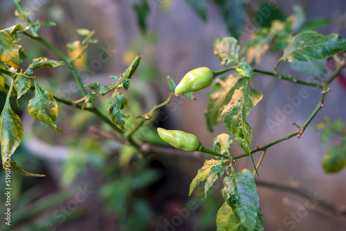 Photo of green cayenne pepper that has a very spicy taste