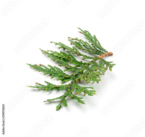 Cypress Twigs Isolated photo