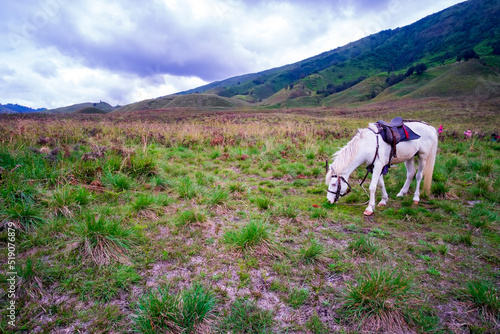 White horse at a hill in Bromo Tengger Semeru National Park Indonesia. wide open blue sky and green fields.