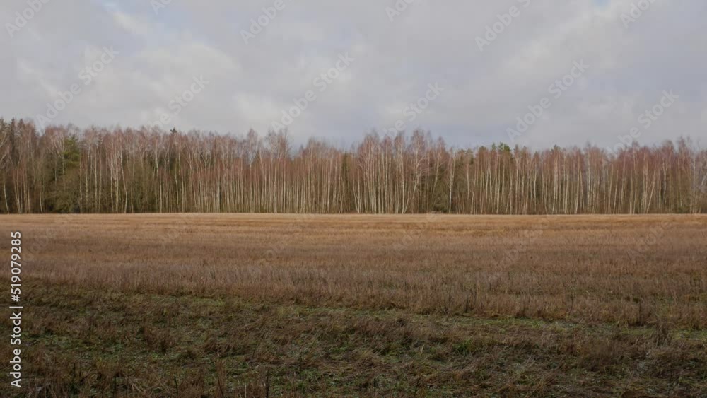 Baltic field with birch trees in the background during winter Baltic field with birch trees in the background during winter
