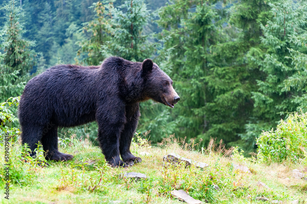 Wild brown bear (Ursus arctos) close up