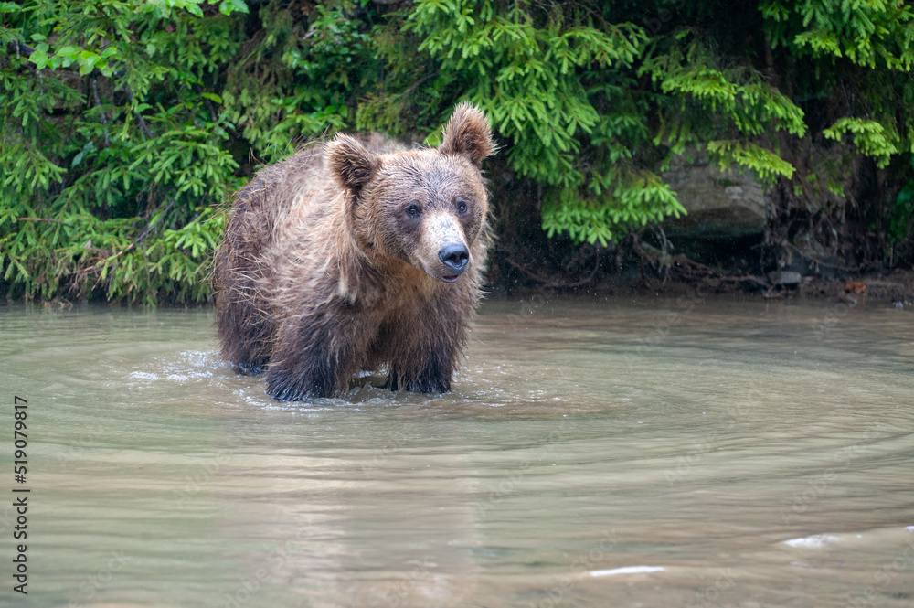 Obraz premium Wild brown bear (Ursus arctos) close up