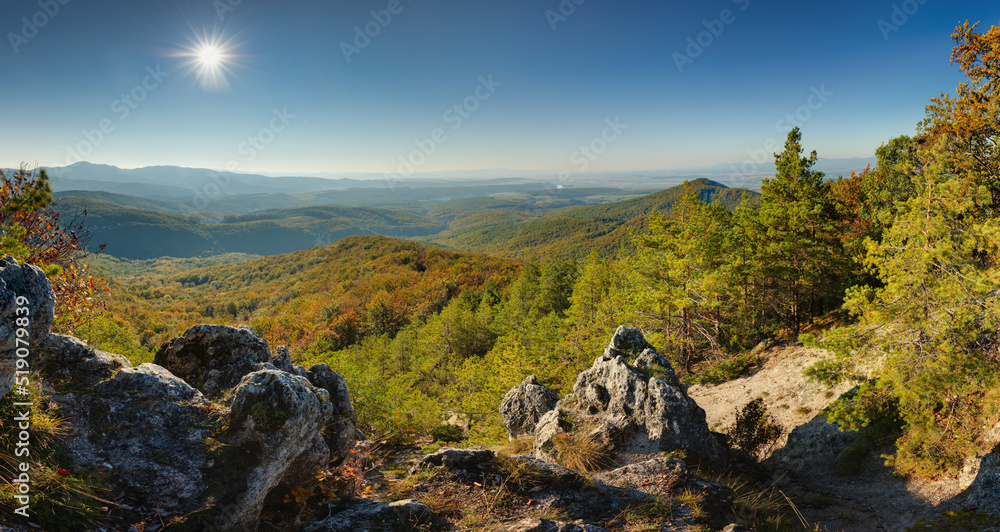 Forest with sun - panorama landscape