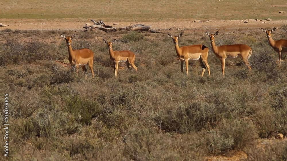 Impala walking through the Karoo bush Impala walking through the Karoo bush