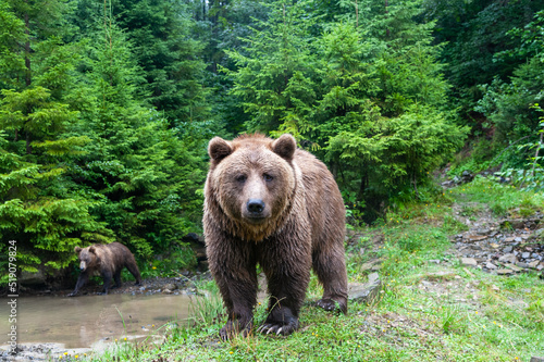 Wild brown bear (Ursus arctos) close up