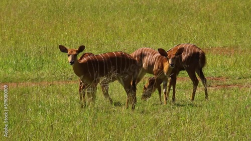 Nyala cows on the grass plains of south africa