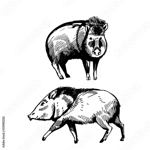 Peccari  pig. Sketch  illustration.