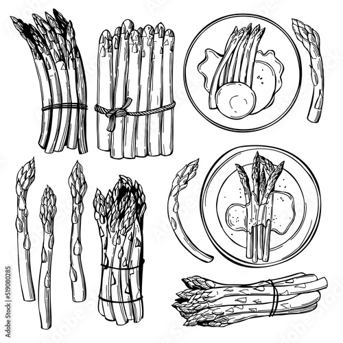 Asparagus set.  Sketch  illustration.