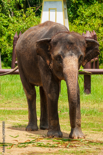 Elephants walking in the tropical rainforest rice field