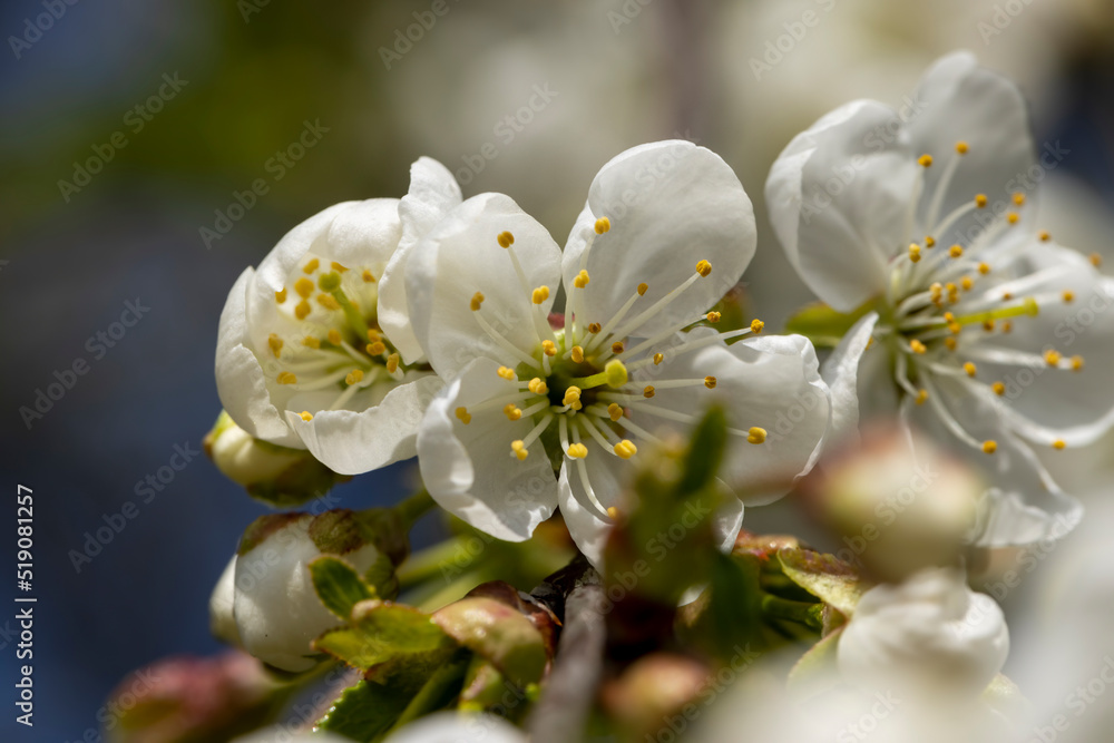 apple fruit trees blooming in the spring season apple fruit trees blooming in the spring season