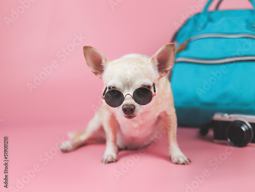 cute brown short hair chihuahua dog wearing sunglasses  sitting  on pink  background with travel accessories, camera and backpack. travelling  with animal concept.