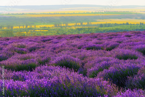 a lavender field blooms on a hill  a forest in the distance  the sunset shines yellow in the sky  a beautiful summer landscape