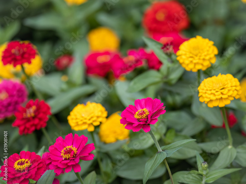 Red and yellow Zinnia flowers. Flowers zinnia elegans. Color nature background.