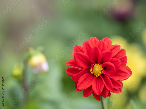 A wonderful red dahlia flower is blooming in the garden.