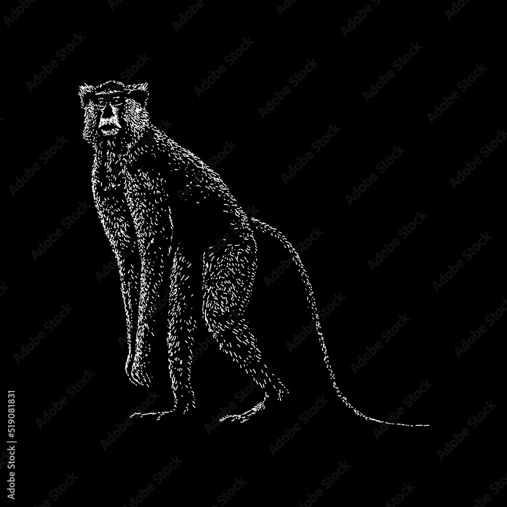 Fototapeta premium Patas Monkey hand drawing vector illustration isolated on black background