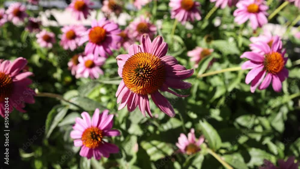 Close up shallow depth of field bright bold pink and orange echinacea cone flowers moving gently in the wind Close up shallow depth of field bright bold pink and orange echinacea cone flowers moving gently in the wind