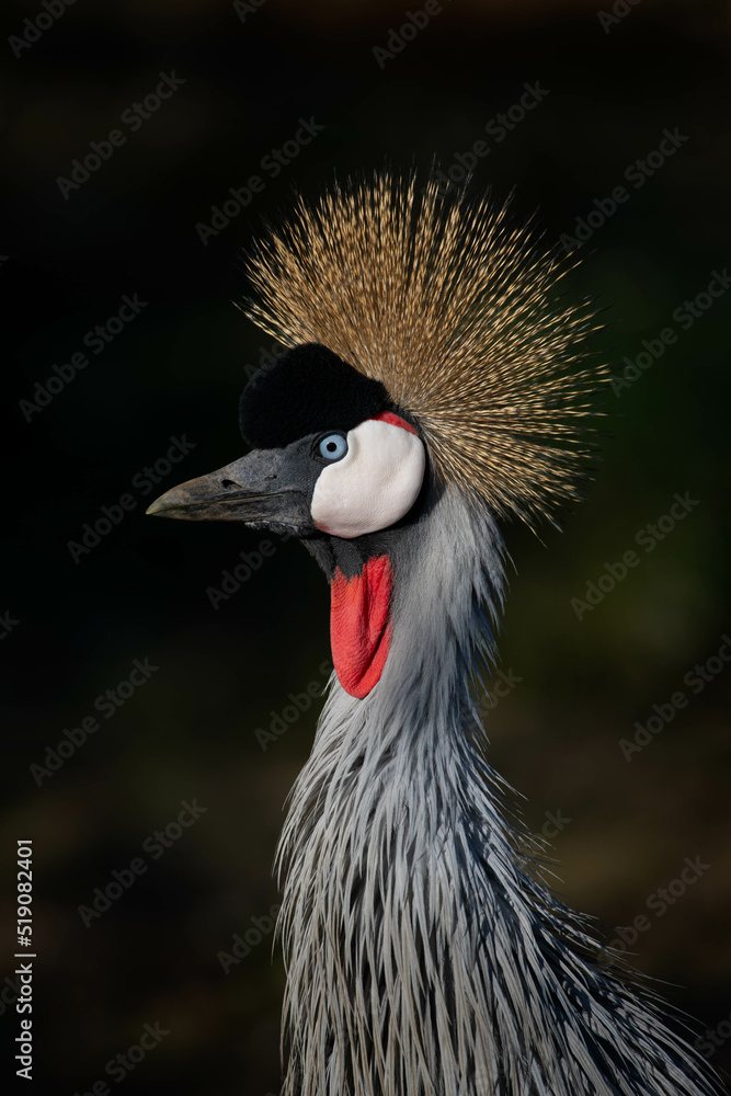 Fototapeta premium Headshot of a crowned crane on dark background