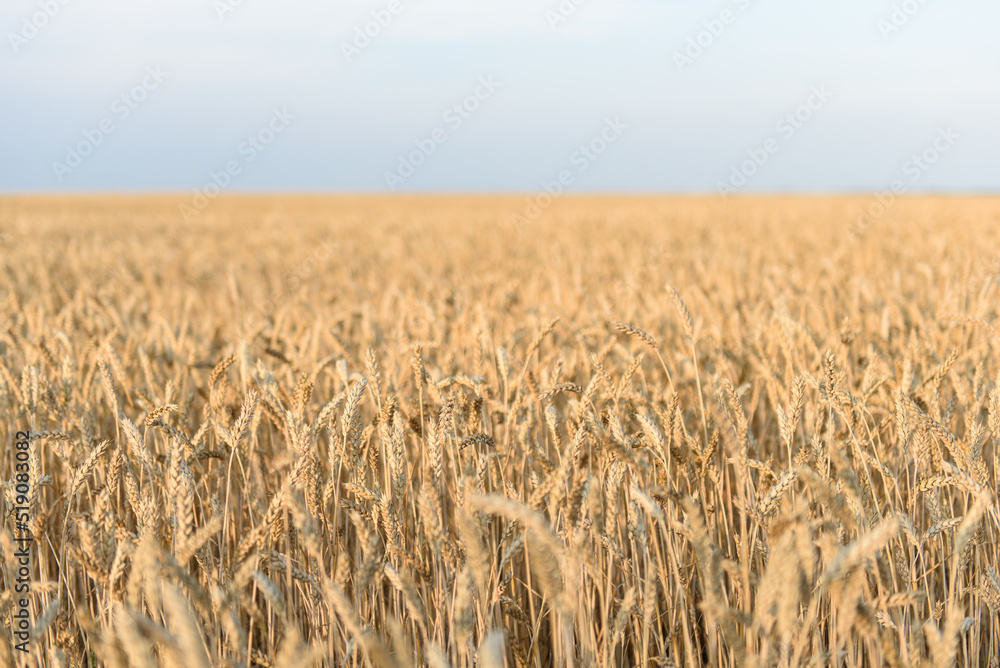 Field of golden ripe wheat at sunset.