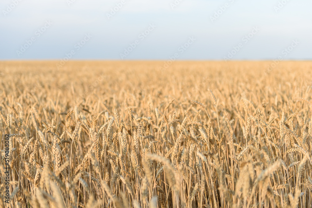Field of golden ripe wheat at sunset. Field of golden ripe wheat at sunset.