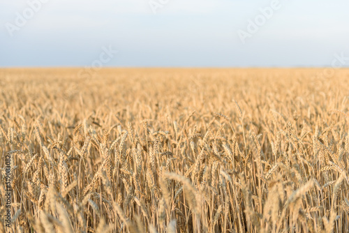 Field of golden ripe wheat at sunset.