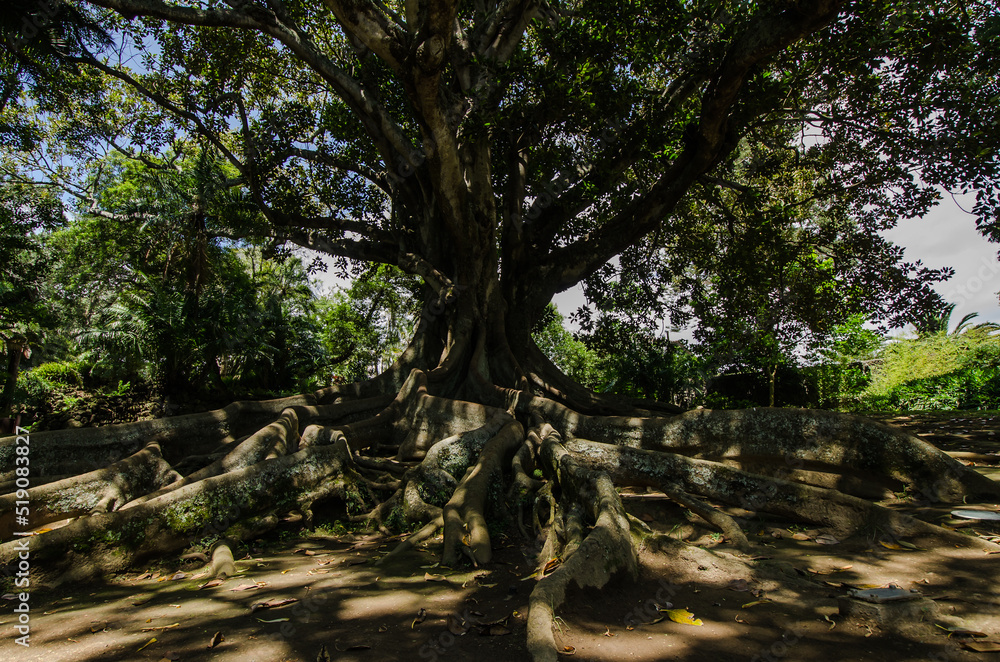 Enormer Ficusbaum mit großen überirdischen Wurzeln in Antonio Borges-Park, Ponta Delgada, Azoren-Inseln Enormer Ficusbaum mit großen überirdischen Wurzeln in Antonio Borges-Park, Ponta Delgada, Azoren-Inseln