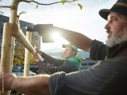 Gardeners building fence around freshly planted tree