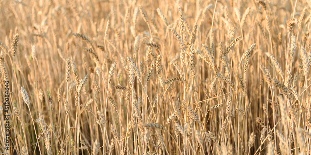 Field of golden ripe wheat at sunset. Background Field of golden ripe wheat at sunset. Background