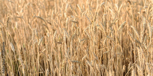 Field of golden ripe wheat at sunset. Background