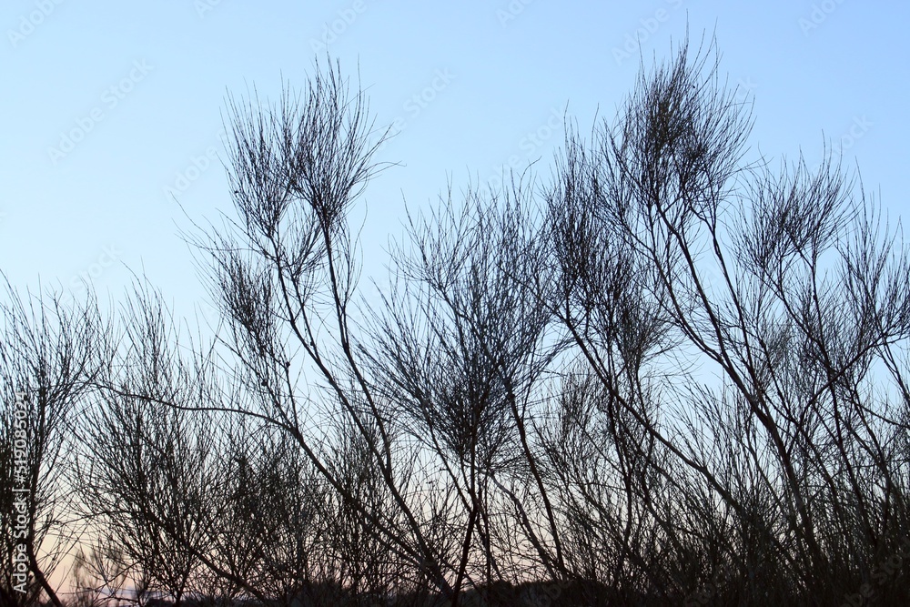 Obraz premium Silueta de las copas de retamas en el horizonte. Imagen tomada al atardecer con los últimos rayos del sol en la que contrastan las finas hojas del arbusto con el cielo azul. Madrid, España.