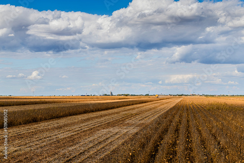 Soybean field being harvested on sunny day photo