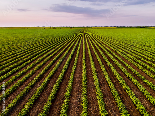 Green field with rows of soybean plants