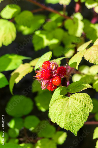 Japanese wineberry (Rubus phoenicolasius) growing outdoors