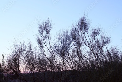 Silueta de las copas de retamas en el horizonte. Imagen tomada al atardecer con los últimos rayos del sol en la que contrastan las finas hojas del arbusto con el cielo azul. Madrid, España. photo