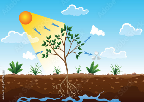 Photosynthesis process. Tree produce oxygen using rain and sun. Diagram showing process of photosynthesis in plant. Colorful biology scheme for education in flat style