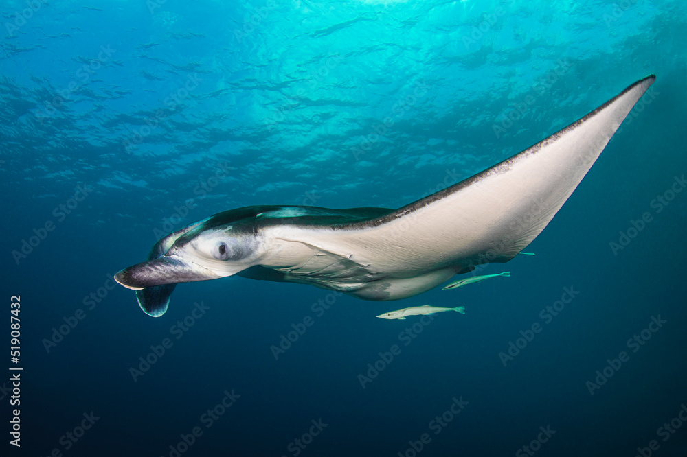 Giant manta ray or flying eagle swimming in the deep of Indian Ocean with remora
