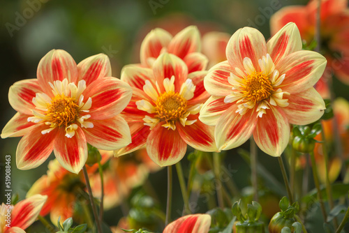 Dahlien  Dahlia 