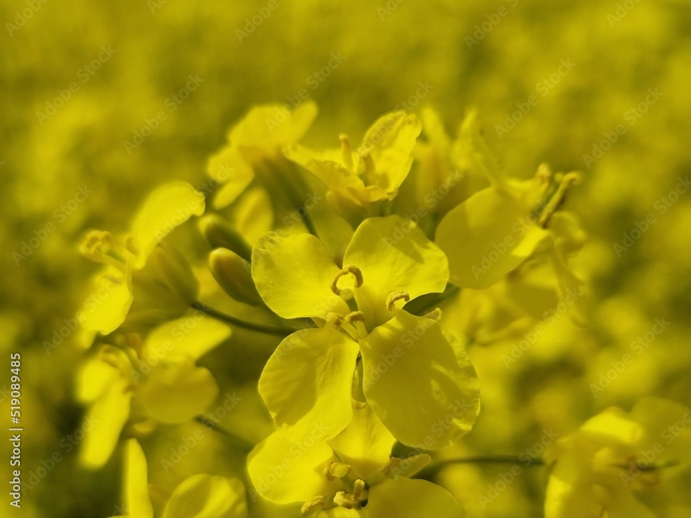 Yellow field Yellow field