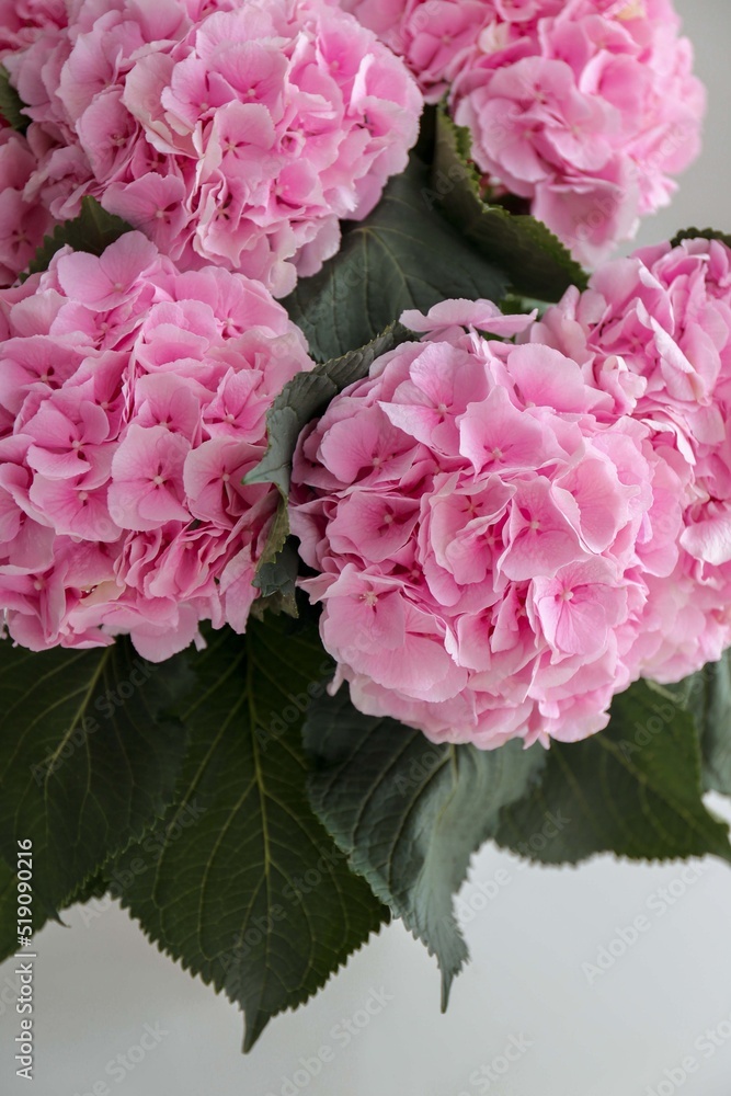 Obraz premium pink flower hydrangeas in a vase